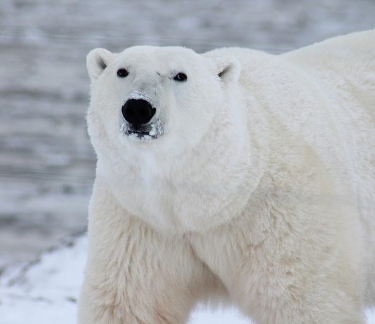 Here’s Why This Professional Believes The Next Crypto Bearish Pattern May Be Near Here’s Why This Professional Believes The Next Crypto Bearish Pattern May Be Near