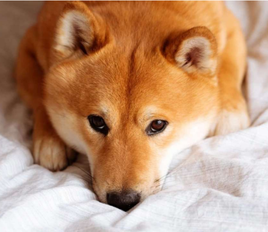 Shiba Inu: How This Recently Found Assistance Will Increase SHIB Cost Today