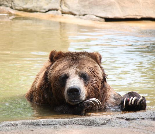 Bitcoin Whale Ratio Rises As Take Advantage Of Stays High