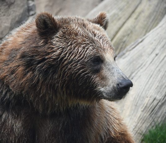 Bitcoin Supply In Revenue Continues Decrease, However Still Not At Historic Bottom Zone