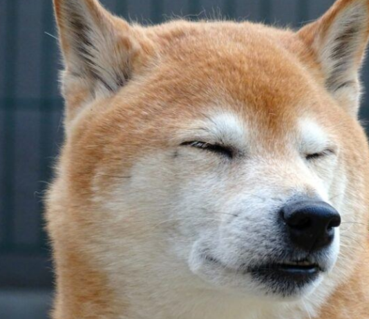 Shiba Inu Dealing With Difficult Difficulties For Weeks– How Could SHIB Overcome These?
