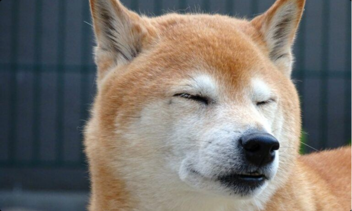 Shiba Inu Dealing With Difficult Difficulties For Weeks– How Could SHIB Overcome These? Shiba Inu Dealing With Difficult Difficulties For Weeks– How Could SHIB Overcome These?