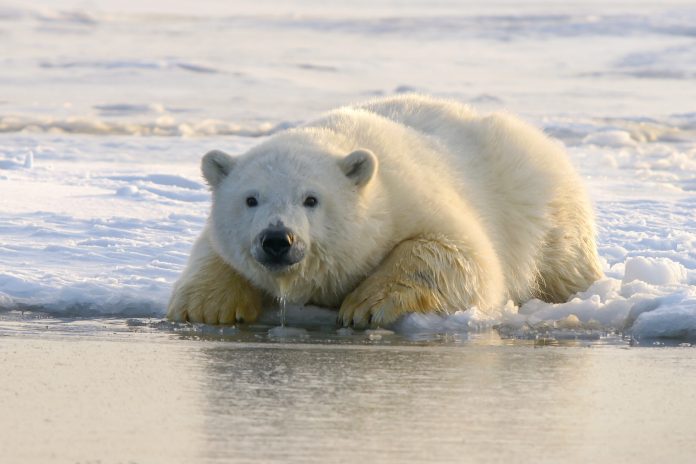 Bitcoin Bearish Signal: Exchanges Getting Big Deposits