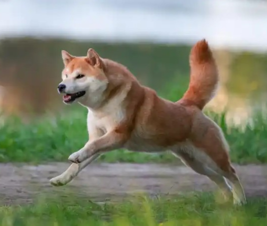Shiba Inu Jumps 30% In Last 7 Days As SHIB Basks In Green Shiba Inu Jumps 30% In Last 7 Days As SHIB Basks In Green