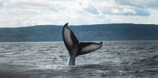 Bitcoin Whales Who Purchased 1 Month Ago Hold Strong In Spite Of Possibility To Take Revenue