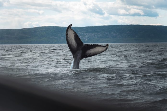 Bitcoin Whales Who Purchased 1 Month Ago Hold Strong In Spite Of Possibility To Take Revenue
