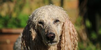 $33 Million In Dogecoin Shorts Liquidated As Rate Shoots