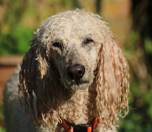 $33 Million In Dogecoin Shorts Liquidated As Rate Shoots