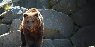 Here’s Why The Present Bitcoin Bear May Last A While Longer