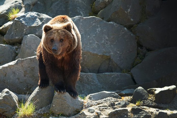 Here’s Why The Present Bitcoin Bear May Last A While Longer