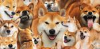 Shiba Inu Spurts Over 12% In 24 Hours– Simply For The Day Or Will SHIB Skyrocket Today?