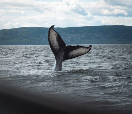 Bitcoin Bullish Signal: Whales With 1k-10 k BTC Have actually Been Building Up