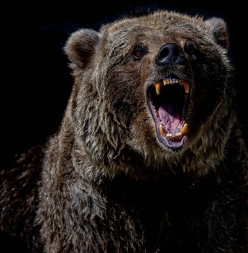 Bitcoin Rate Rests On A Weapon Powder As $20,500 Stops Working; Will Bears Open The Doors? Bitcoin Rate Rests On A Weapon Powder As $20,500 Stops Working; Will Bears Open The Doors?