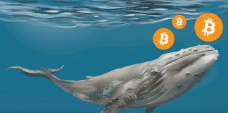 Bitcoin Whales Worth $3.8 Billion Become Cost Go For $21 k