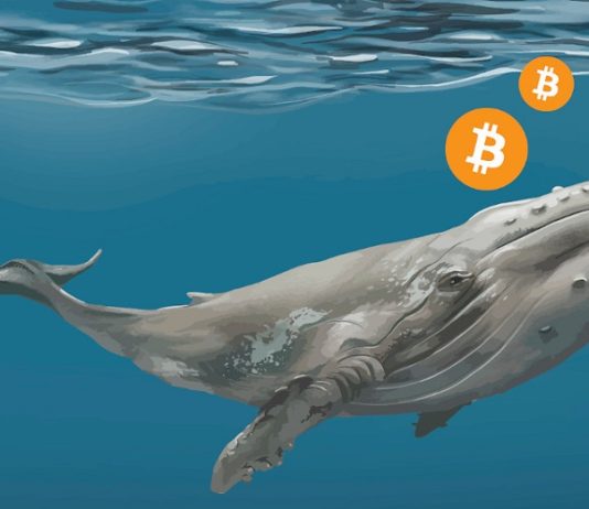 Bitcoin Whales Worth $3.8 Billion Become Cost Go For $21 k