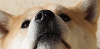 Shiba Inu Off To Weak Start This November As SHIB Dealt With Offering Pressure In Last 7 Days
