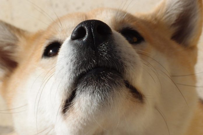 Shiba Inu Off To Weak Start This November As SHIB Dealt With Offering Pressure In Last 7 Days
