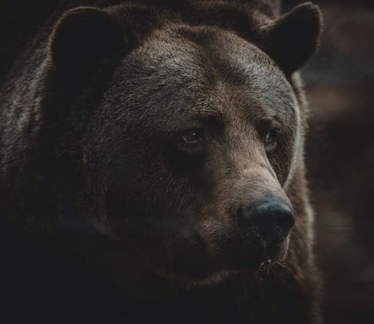 Bitcoin Dips Listed Below $21 k As Long-Term Holders Harvest Revenues