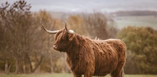 Bitcoin Bullish Signal: Supply Reaches All-Time High HODLing Levels