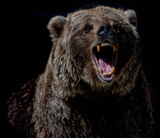 Bitcoin Records Fresh Bearish Market Low At $17,500, Was This The Bottom? Bitcoin Records Fresh Bearish Market Low At $17,500, Was This The Bottom?