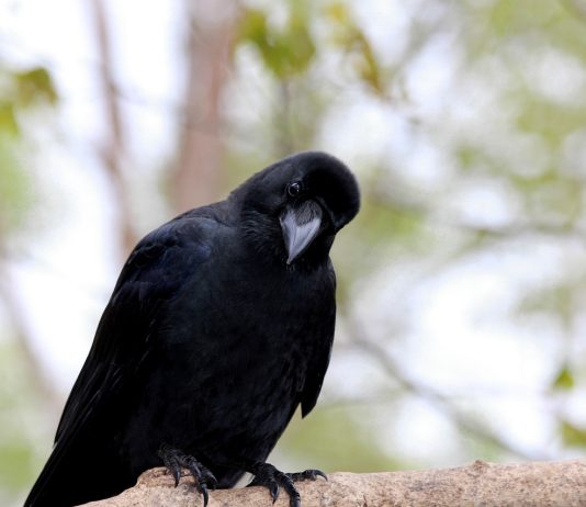 Crypto Giant Coinbase Not Thinking About Purchasing FTX U.S, COIN Stock Plunges