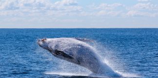 Bitcoin On-Chain Data: Offering From Whales Holding 1k+ BTC Behind Crash