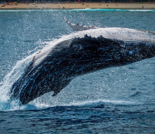 Bitcoin Reserve On Binance Greatly Increases, Whales Preparing For More Discarding?