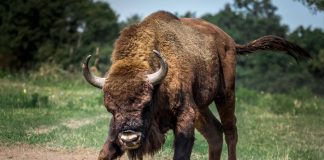 Trust Wallet Token (TWT) Undeterred Market Drops With Over 90% Gains