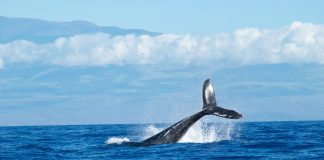 Ethereum Bullish Signal: Whales Include $1B More To Their Holdings