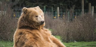 Bitcoin Bearish Signal: NVT Golden Cross Gets In Offer Zone