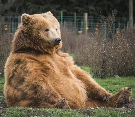 Bitcoin Bearish Signal: NVT Golden Cross Gets In Offer Zone