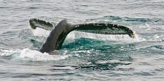 Litecoin Whale Withdraws $655 M In LTC From Binance, Bullish Indication?