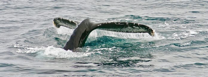 Litecoin Whale Withdraws $655 M In LTC From Binance, Bullish Indication?