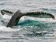 Litecoin Whale Withdraws $655 M In LTC From Binance, Bullish Indication? Litecoin Whale Withdraws $655 M In LTC From Binance, Bullish Indication?