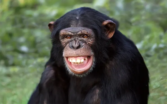 ApeCoin Falls Below $4 Again As Its Treasury Sells Its Own Token Holdings ApeCoin Falls Below $4 Again As Its Treasury Sells Its Own Token Holdings