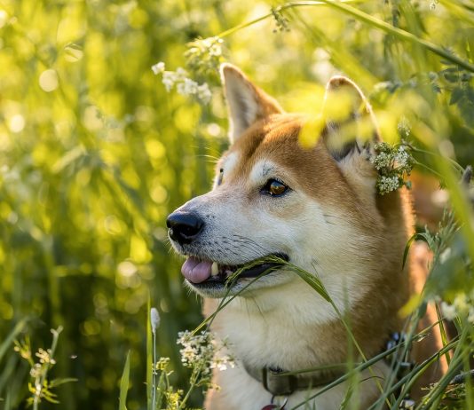 SHIB Cost Trends Sideways– Will It Rise Whenever Quickly? SHIB Cost Trends Sideways– Will It Rise Whenever Quickly?