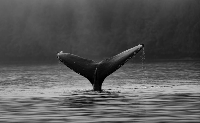 Bitcoin Whales Continue To Shed Holdings, Rates Not Appealing Enough?