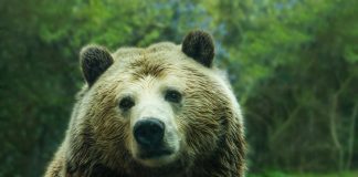 Bitcoin NVT Golden Cross Still In “Overbought” Area, Volatility To Follow?