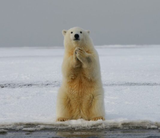 Bitcoin Long-Term Holders Dispose As BTC Plunges Under $17 K