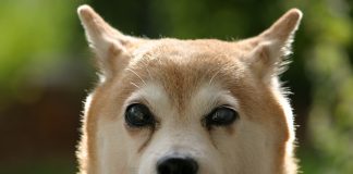 Shiba Inu (SHIB) Cost Continues To Decrease– What’s Contributing to The Drop?