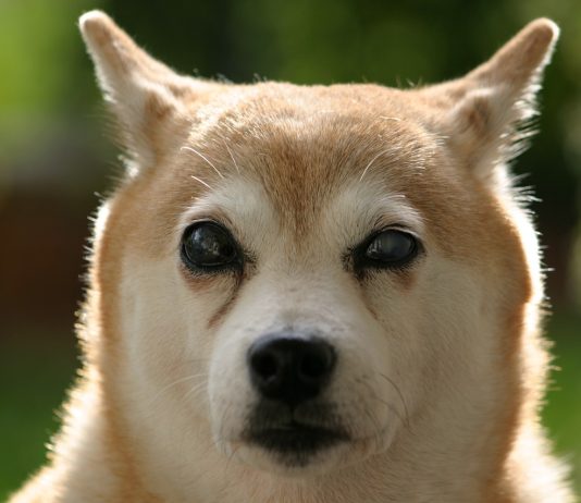 Shiba Inu (SHIB) Cost Continues To Decrease– What’s Contributing to The Drop?
