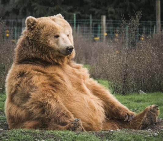 Bitcoin Correction Quickly? MVRV Triple Ribbon Approaches Bearish Cross