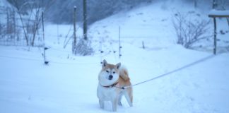 Shiba Inu Formed This Pattern, Breakout Incoming?