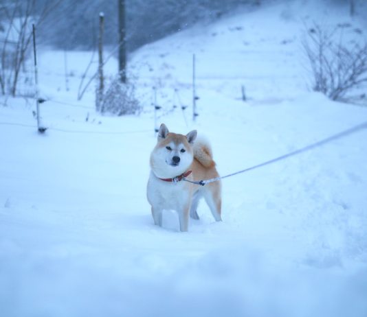 Shiba Inu Formed This Pattern, Breakout Incoming?