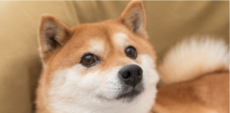 Dogecoin Breaking Previous This Secret Barrier Might Spell 10% Spike For DOGE