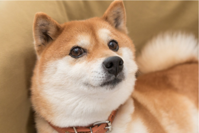 Dogecoin Breaking Previous This Secret Barrier Might Spell 10% Spike For DOGE Dogecoin Breaking Previous This Secret Barrier Might Spell 10% Spike For DOGE