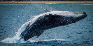 Litecoin Whale Withdraws $32 M In LTC From Binance, Excellent Indication For Rally?