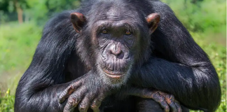 ApeCoin: Will January See Completion of APE’s Healing? ApeCoin: Will January See Completion of APE’s Healing?