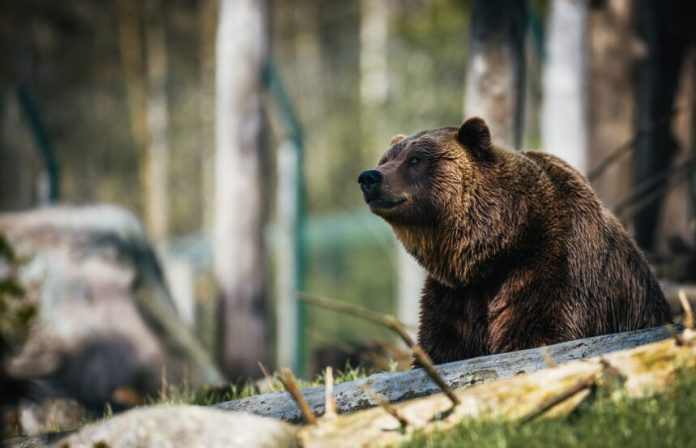 Bitcoin Bearish Signal: Big Inactive Supply On The Move