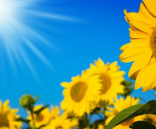 Solana Carry On From FTX Disaster, Sparkles 46% In Last 7 Days